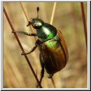 Anomala dubia - Julikaefer 01.jpg